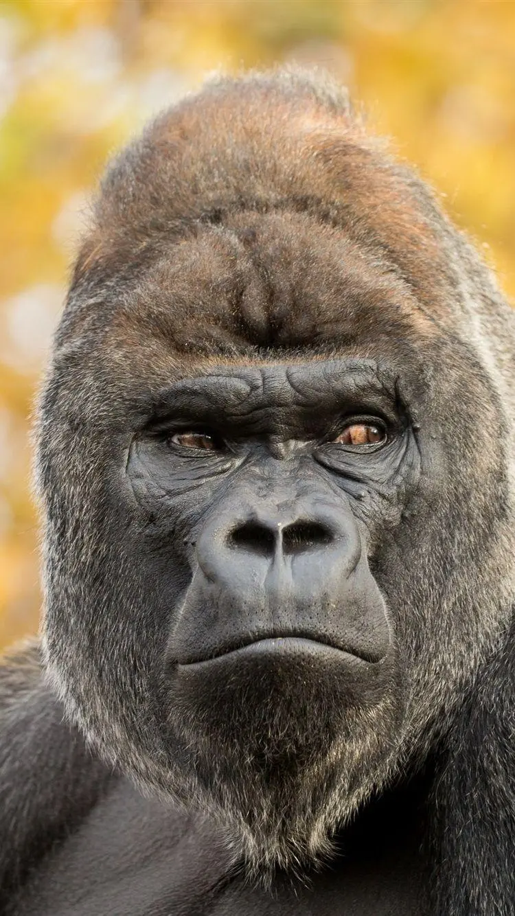High Quality Photo of Silverback Gorilla Close-up Face