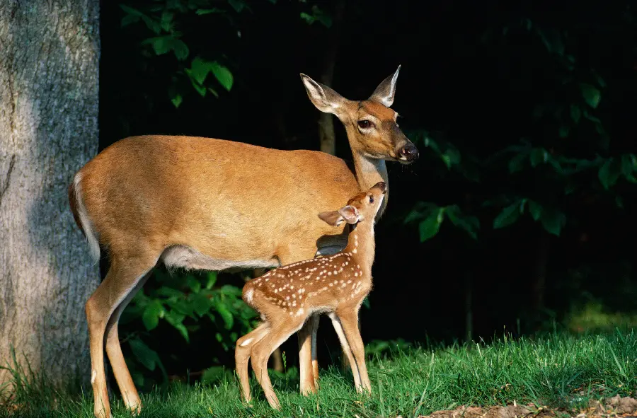 High Quality Wildlife Photos