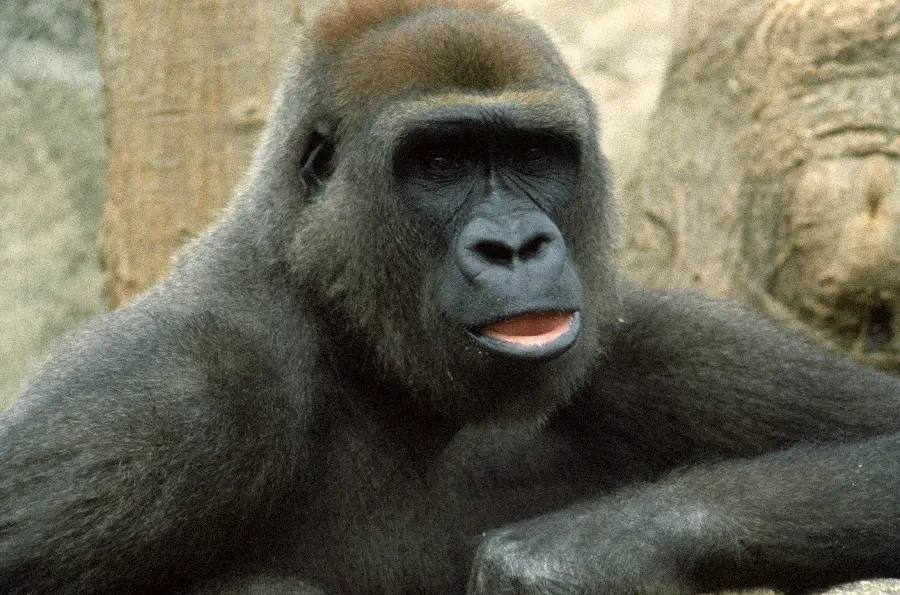 Gorilla animal photos and forest animals