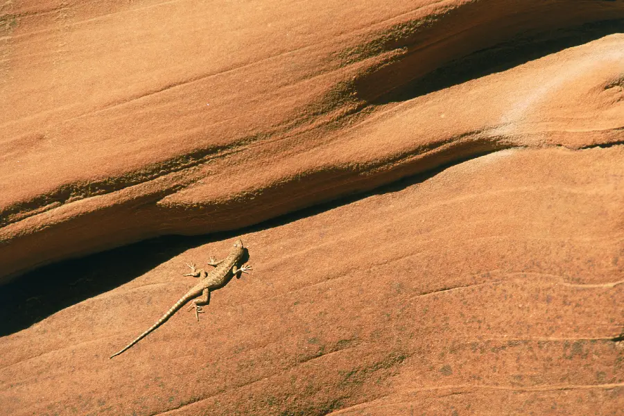 Photo of chameleon in wildlife documentary