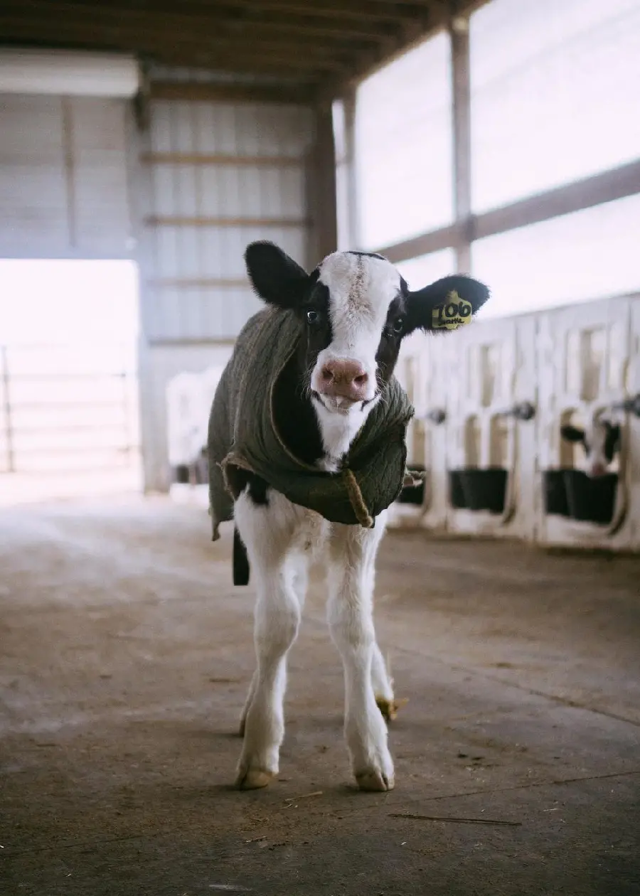 High quality image of a calf inside a dairy farm