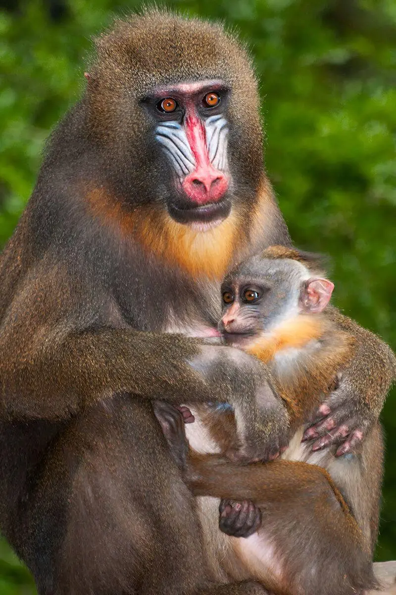 Free High Quality Mandrill Baby Photo in Mother's Arms