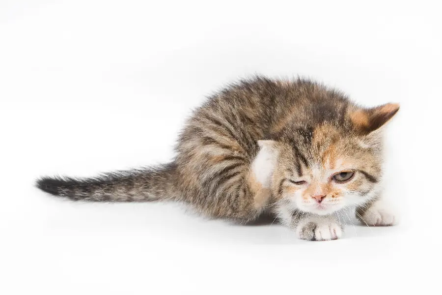 Lovely cat wallpaper with striped coat