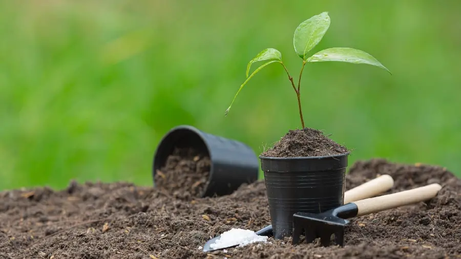 Photo of seedlings ready to be planted in the soil on Arbor Day