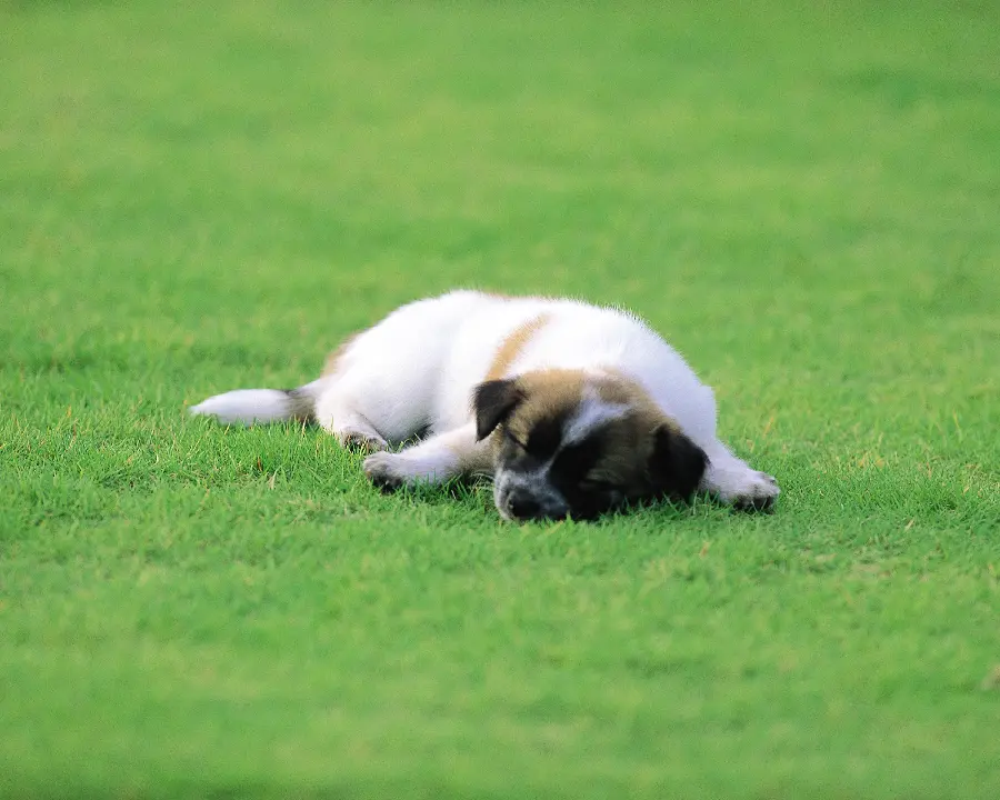 Funny Life of Dog Pets