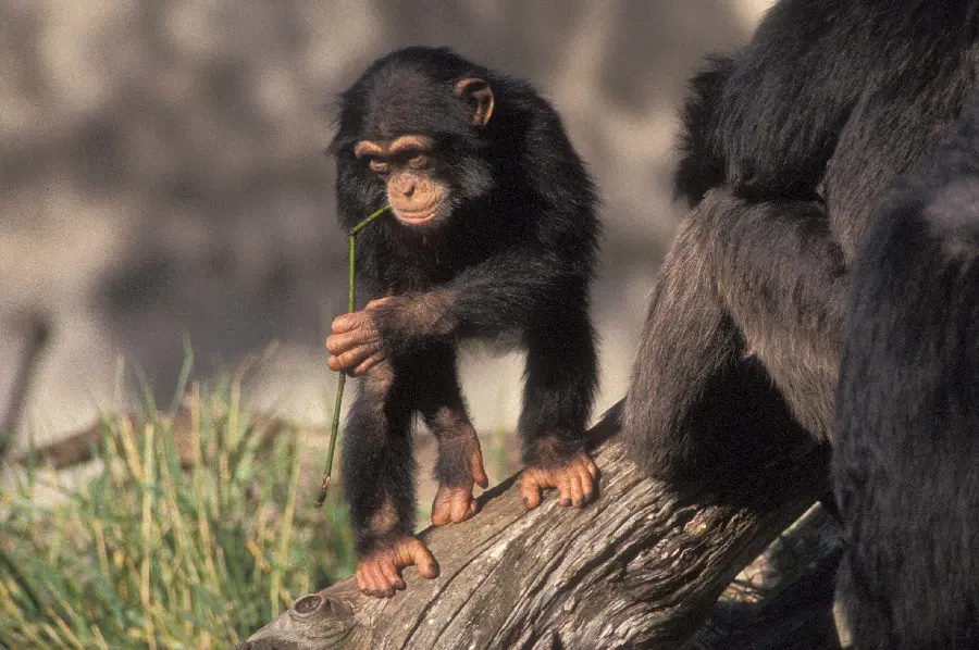 Playful Chimpanzee Having Fun Photo