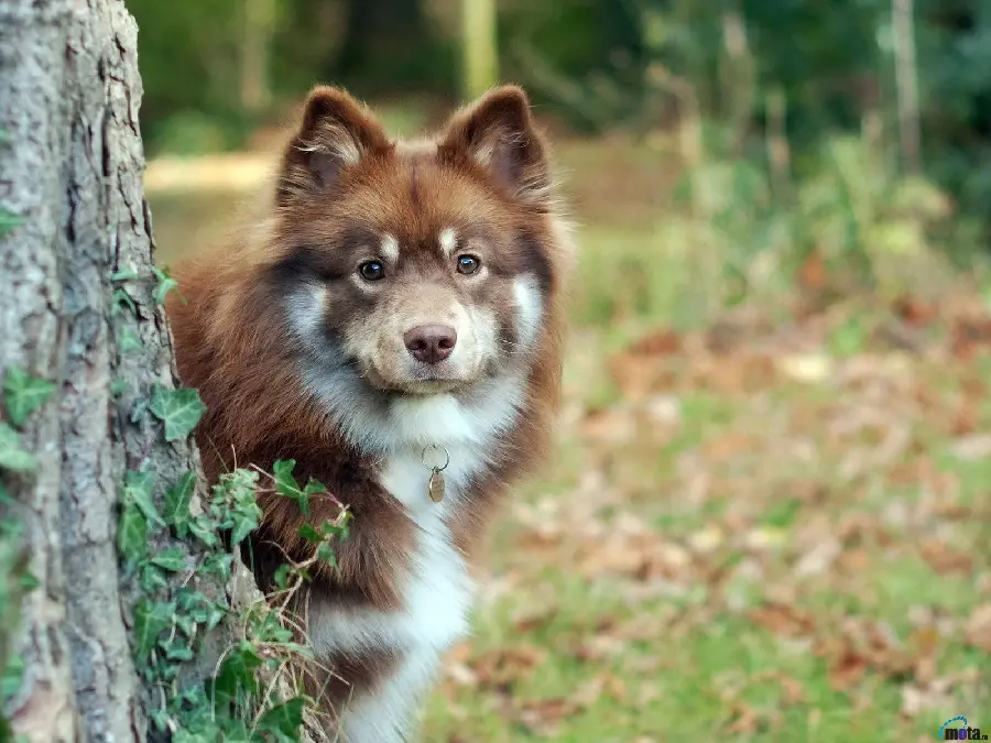 High quality and free Australian Shepherd dog pictures