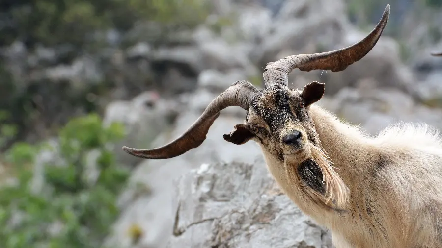Download Funny Goat Photo with Twisted Horns