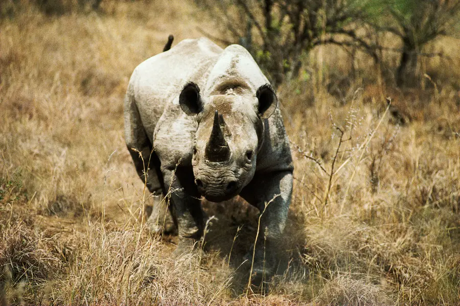 American wildlife photo