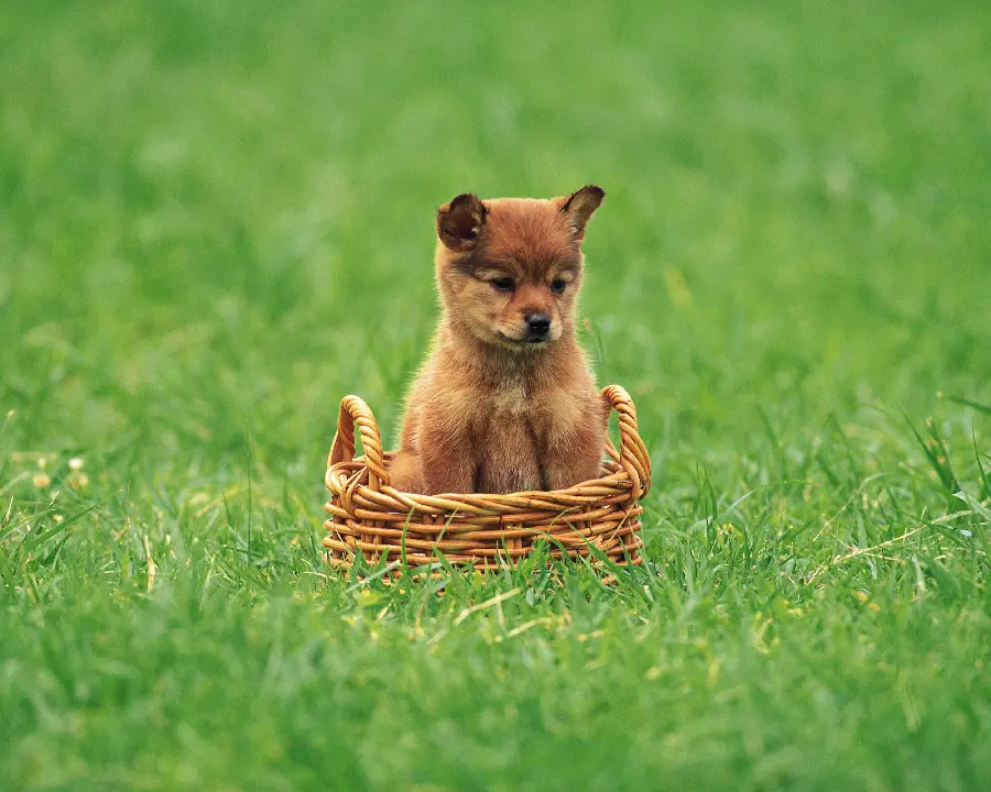 Animal wallpaper