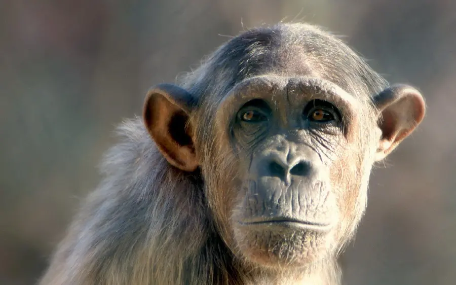 Chimpanzee wallpaper for free download