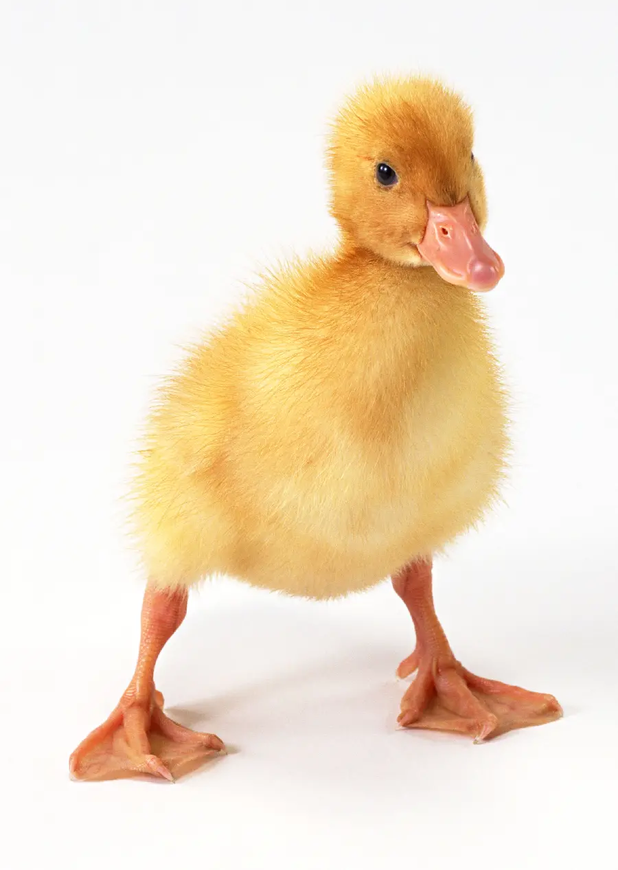 Duckling Studio Profile Photo