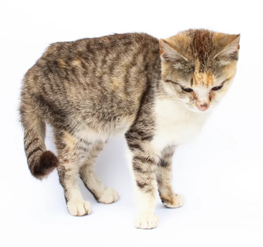 Cute and sweet cat background photos for artwork and Photoshop 