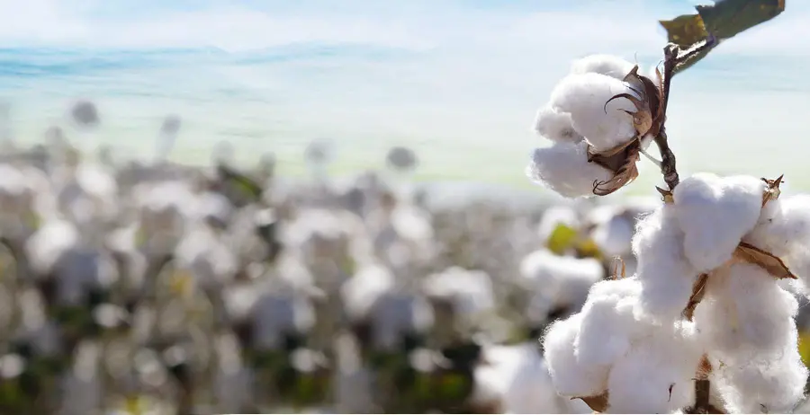 Download natural white cotton background in cotton flower field