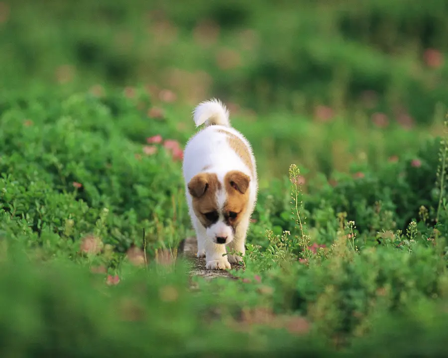 Animal wallpaper