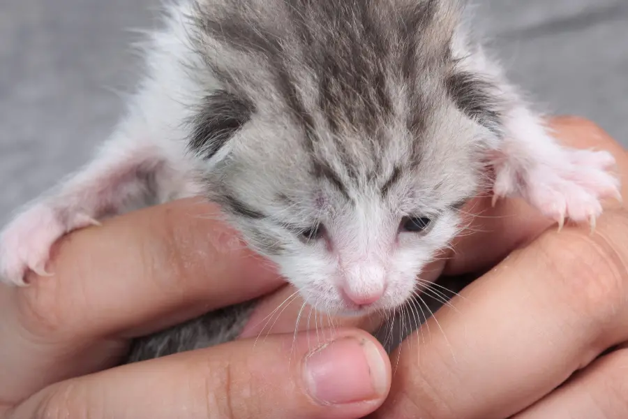 Cute and funny baby cat stock image 