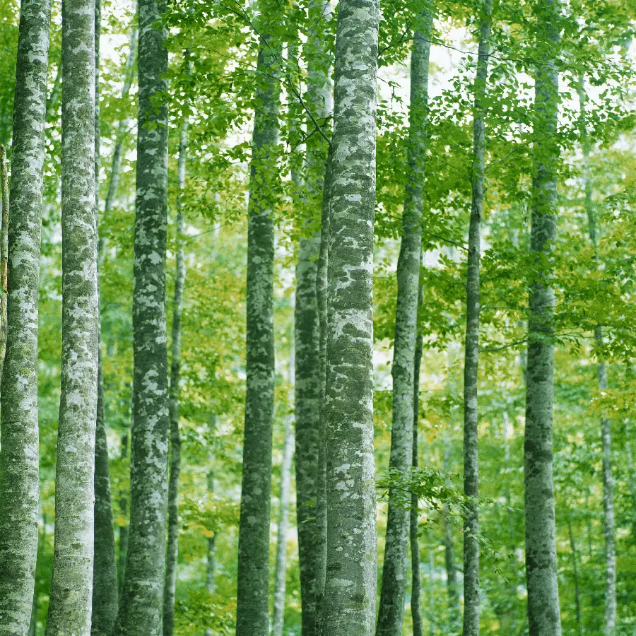 Summer background photo for profile