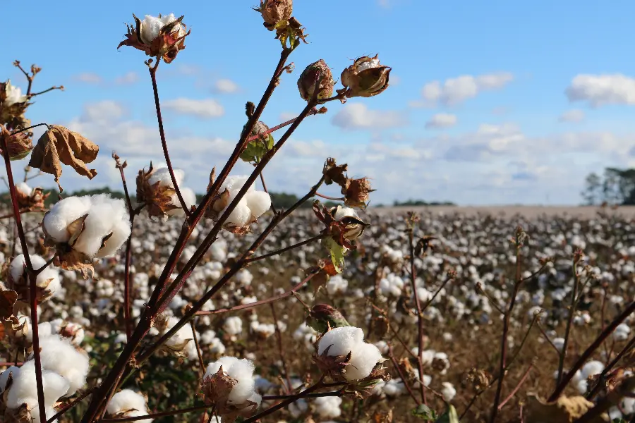 High quality and free cotton field picture