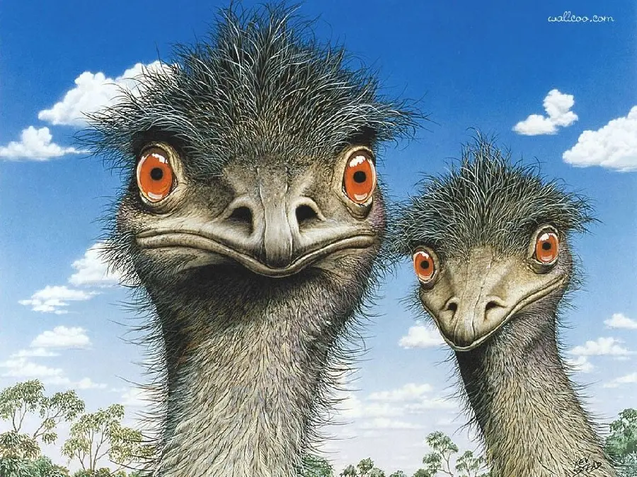 Australian ostrich profile photo in hd quality