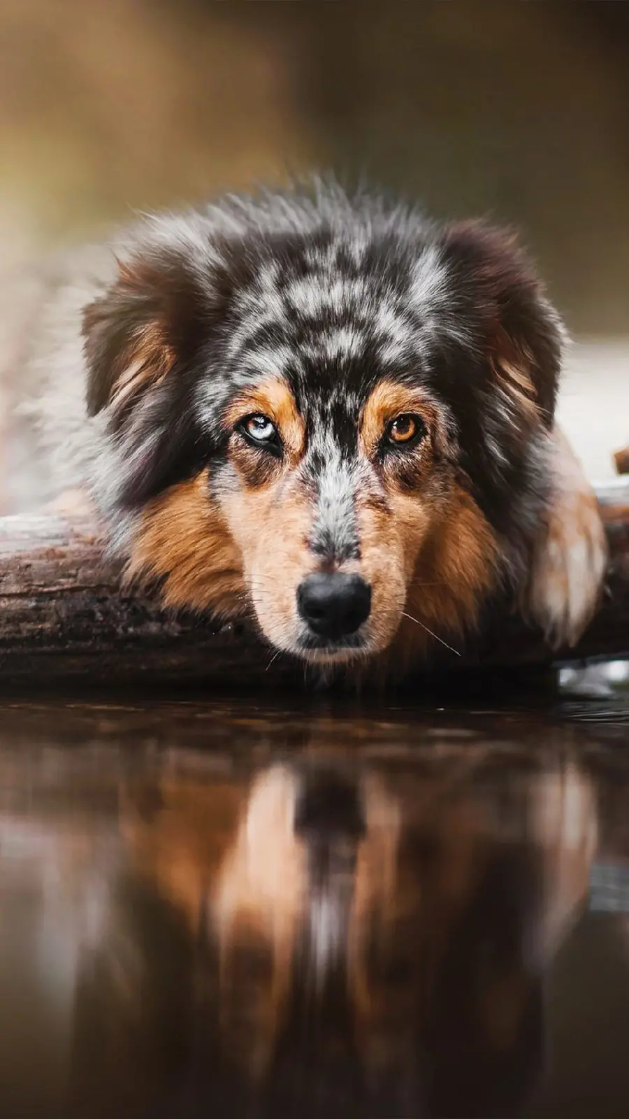 Download Australian Shepherd Dog Profile Picture