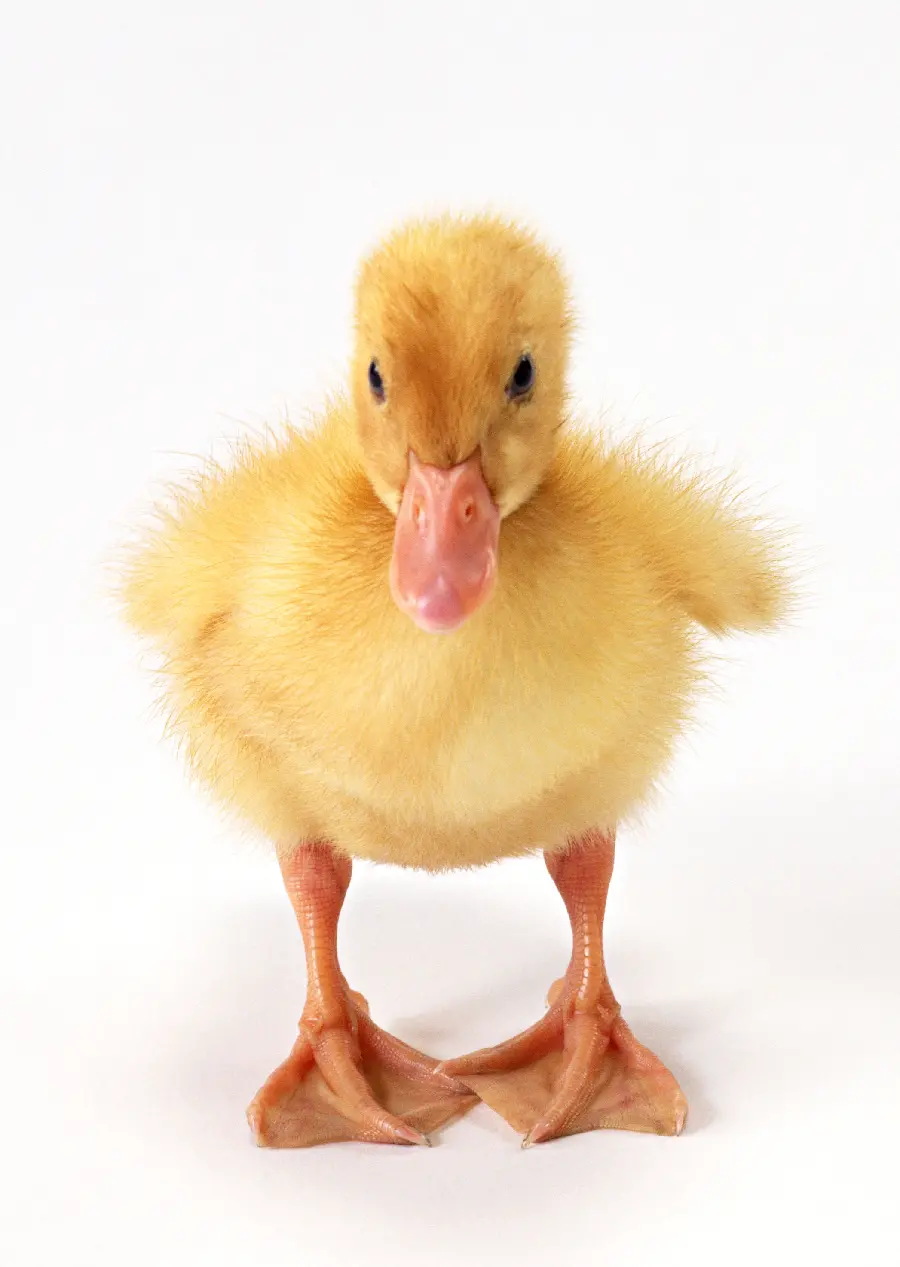 Animal Studio Photo