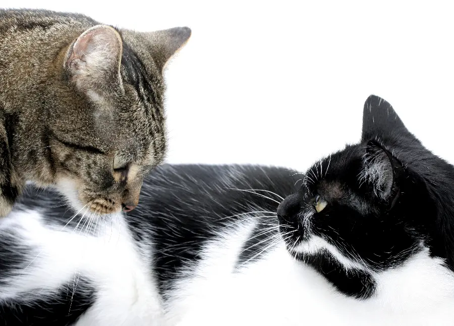 Cute and funny cat wallpaper