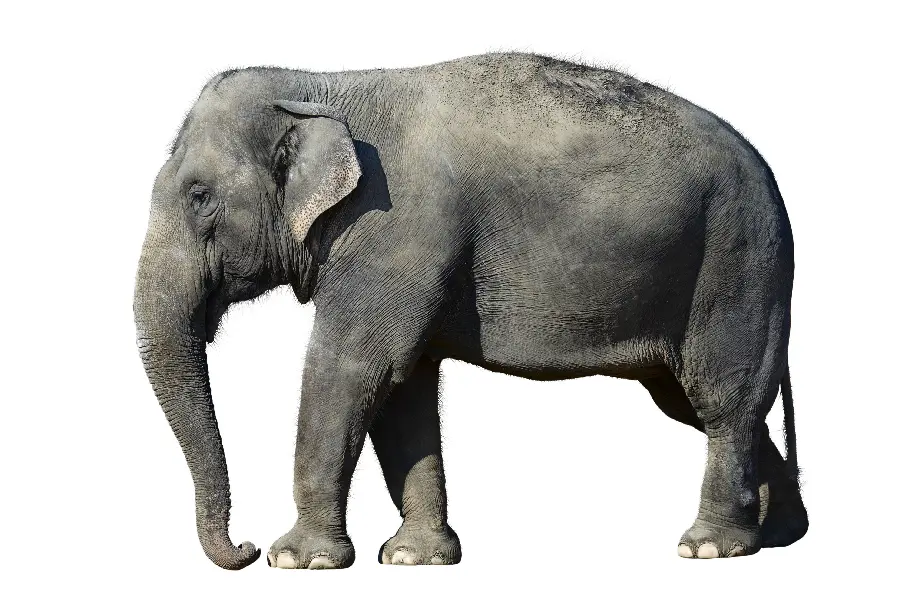 Wildlife Documentary Stock Photo