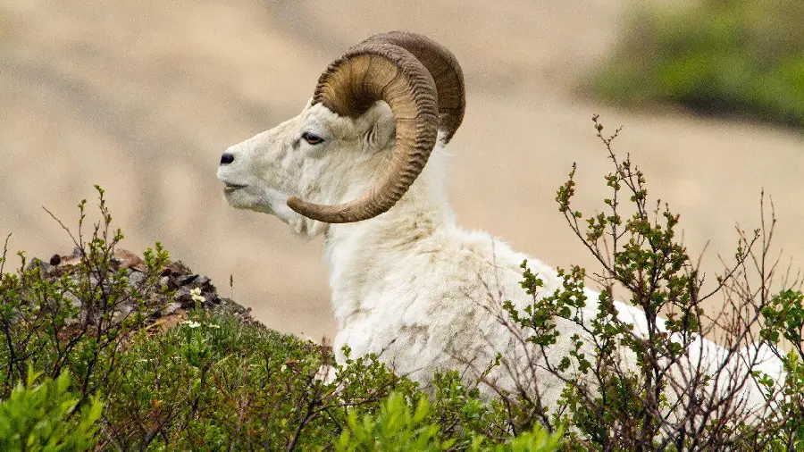 Profile picture of white horned goat in nature Mountain