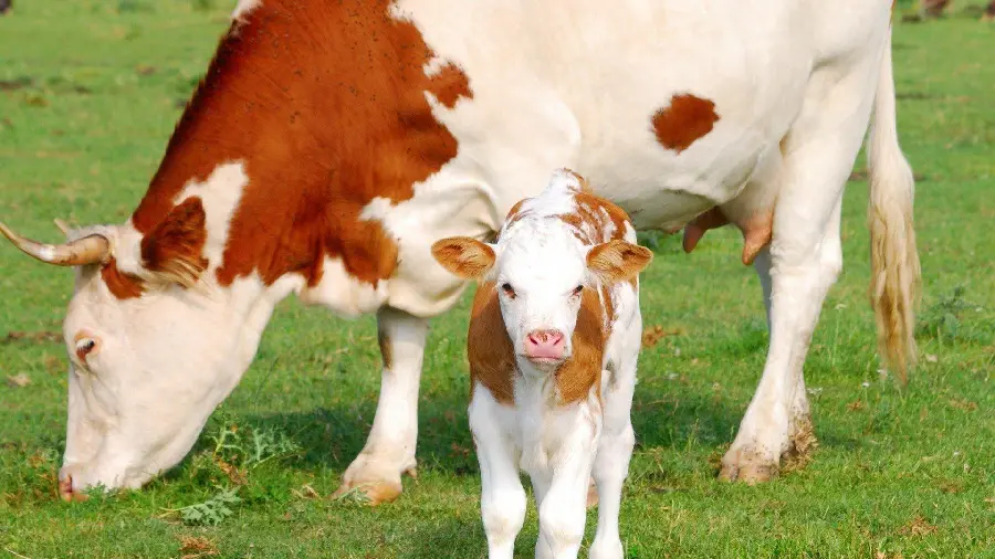 Real photo of a cute calf next to its mother