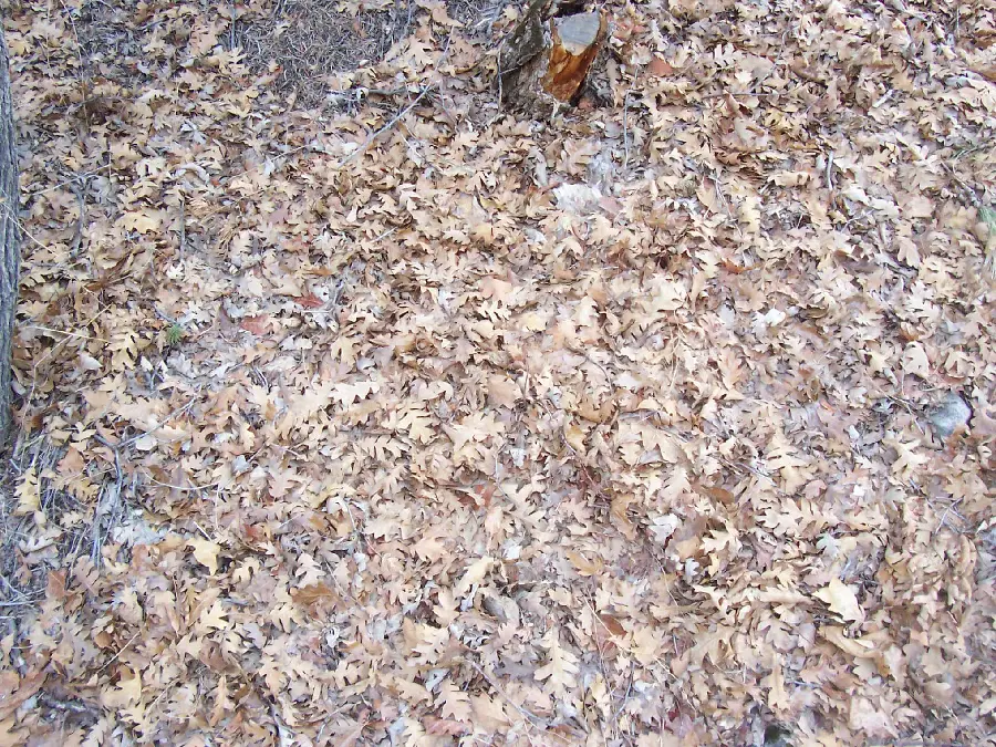 Photo of dry leaves on the ground Earth material and natural features