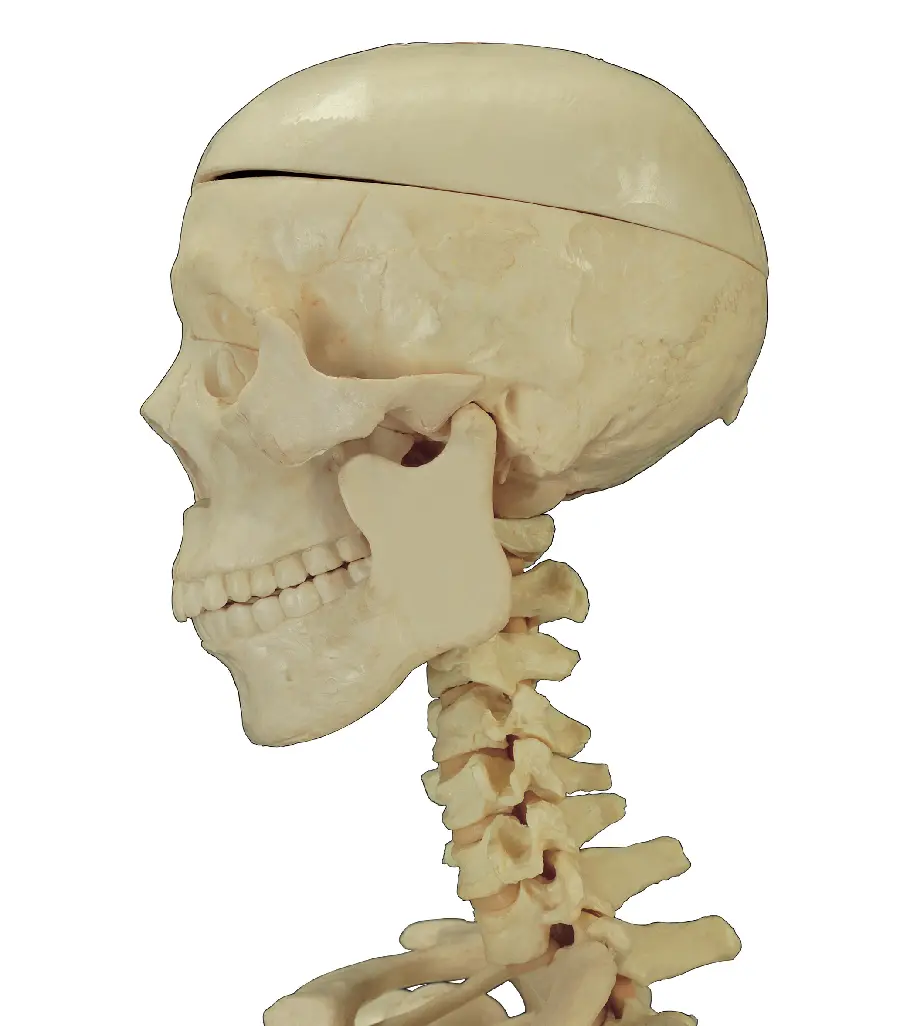 Photo of the human skull skeleton