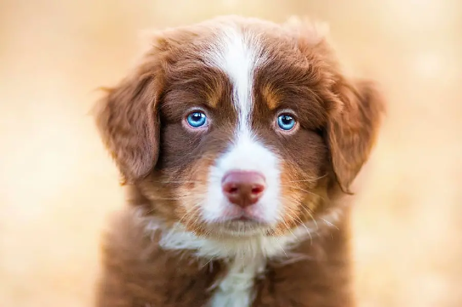Cute and funny Australian Shepherd Dog suitable for profile