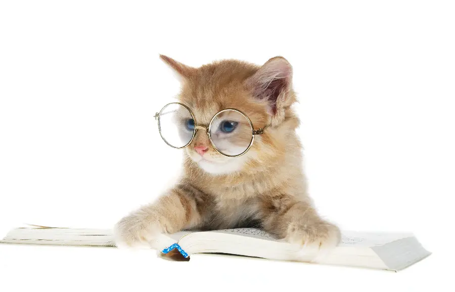 Creative profile picture of a cat with very good quality