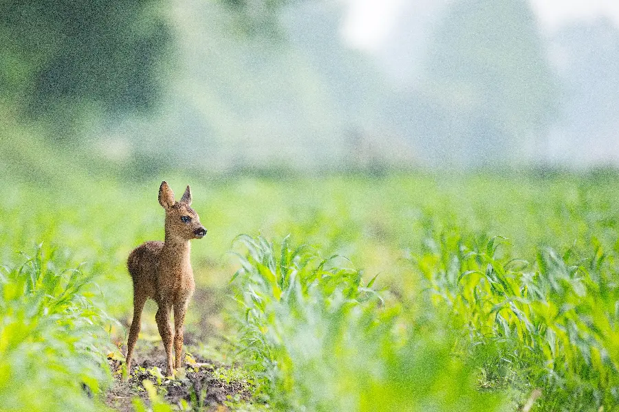 Free download of high quality 8k baby deer wallpaper