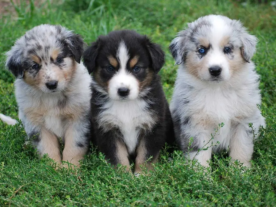 Download wallpaper of Australian Shepherd puppies