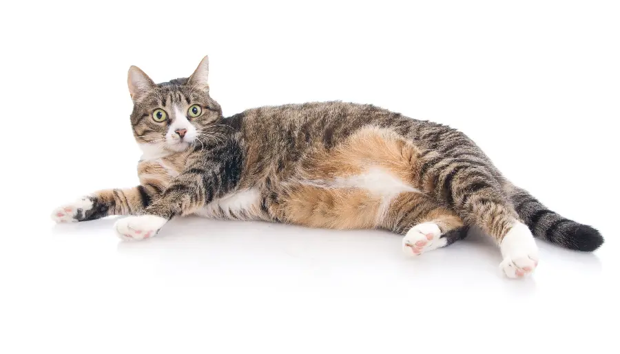 Download a beautiful photo of a cat for lovers of this animal in high quality 