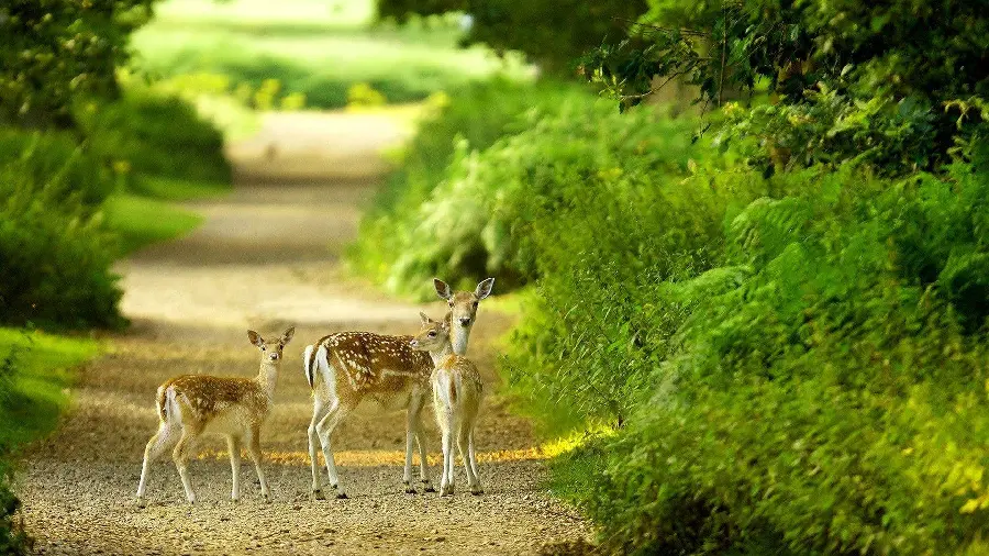 Beautiful Little Deer Photos with White Spots Known as Goosenecks