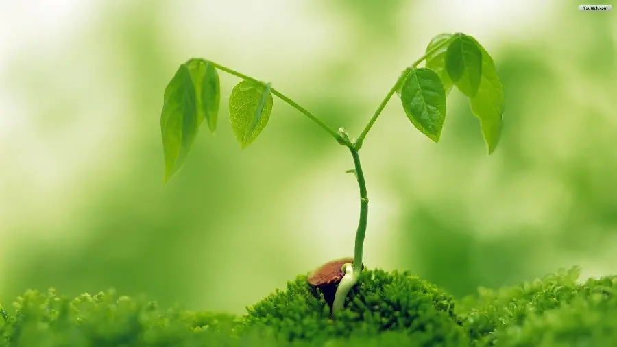 Small Green Seedling Photo for Arboriculture