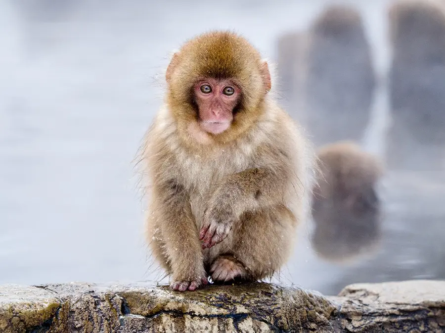 Tree monkey photo