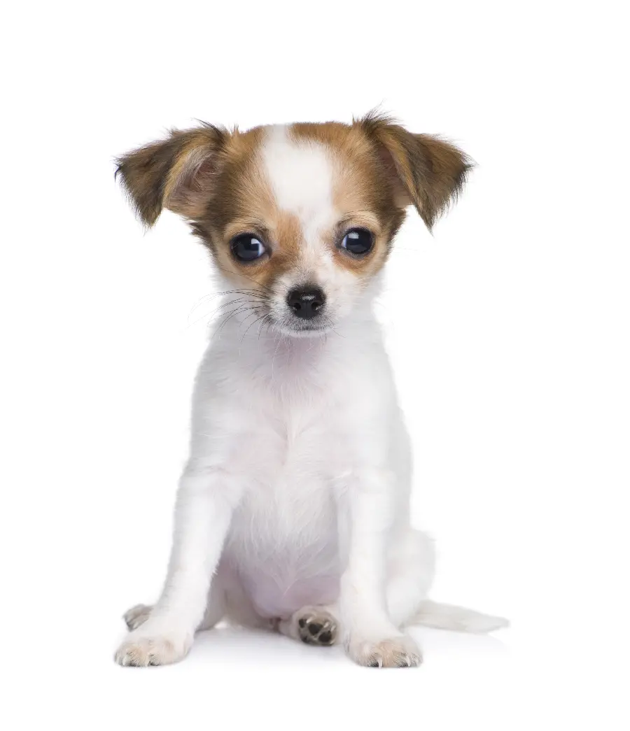 Beautiful Little Dog