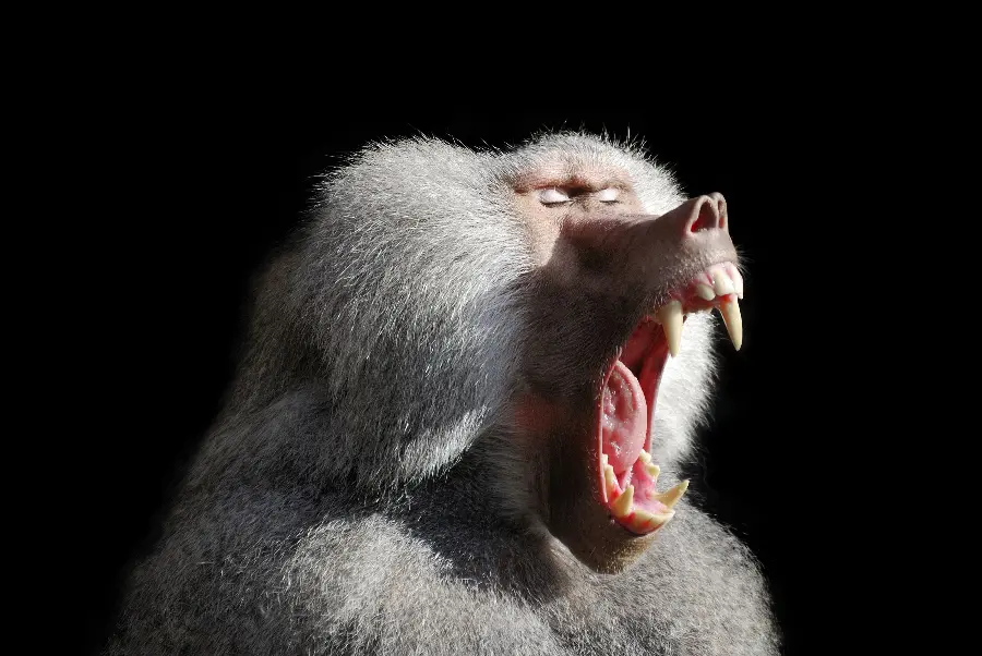Photo of a baboon profile on a black background