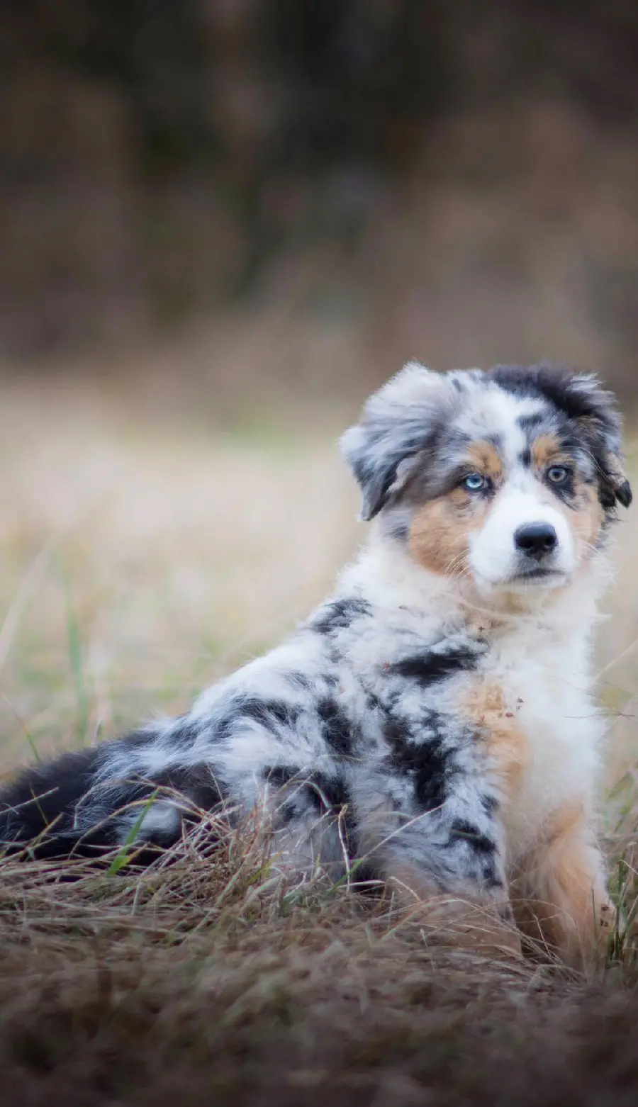 Download pictures Australian Shepherd Dog Profile