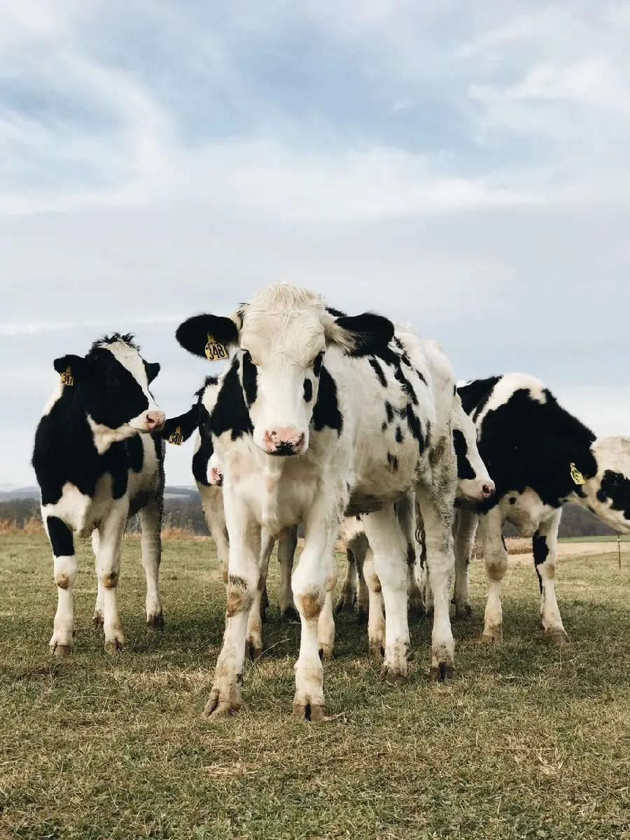 Photo of a dairy calf wallpaper cute and beautiful