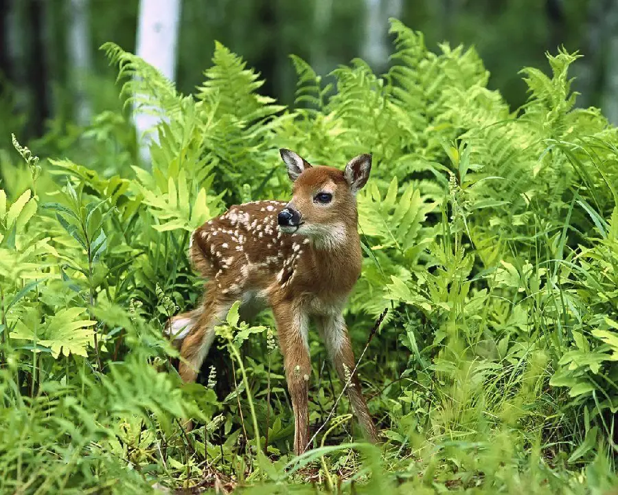 Picture of a spotted baby deer with big eyes