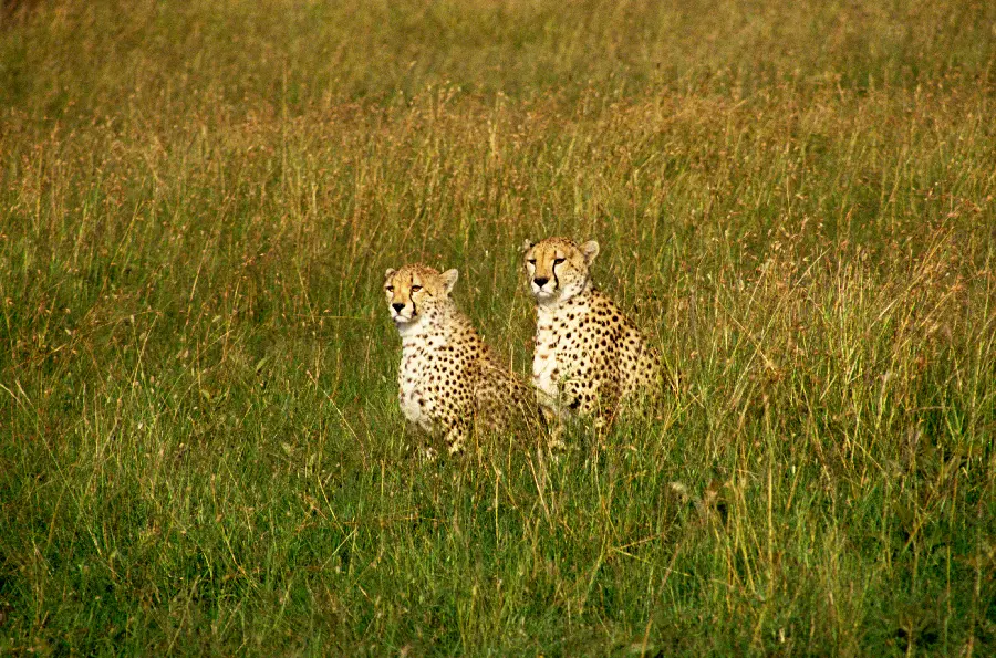 Wildlife Photo Winners
