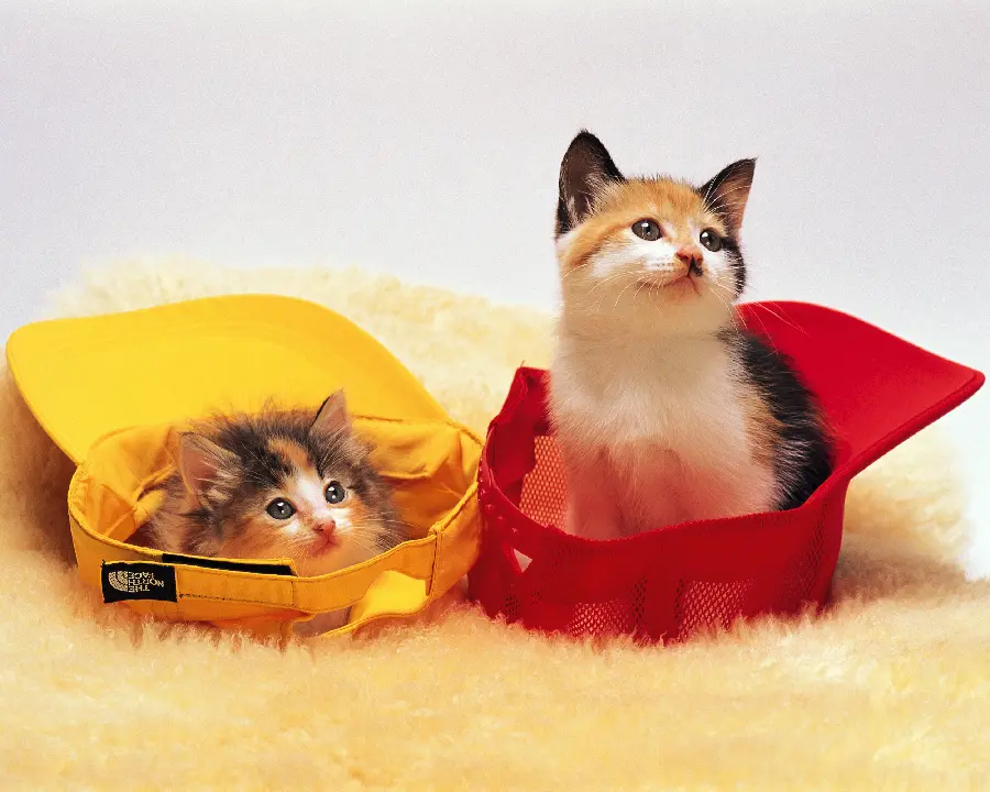  Photo of the Gogol cat