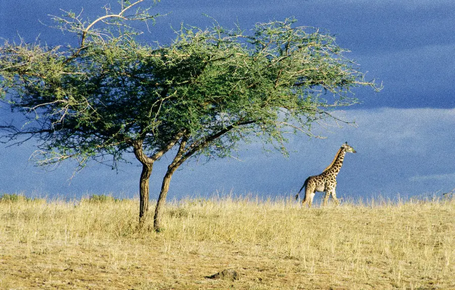 Wildlife