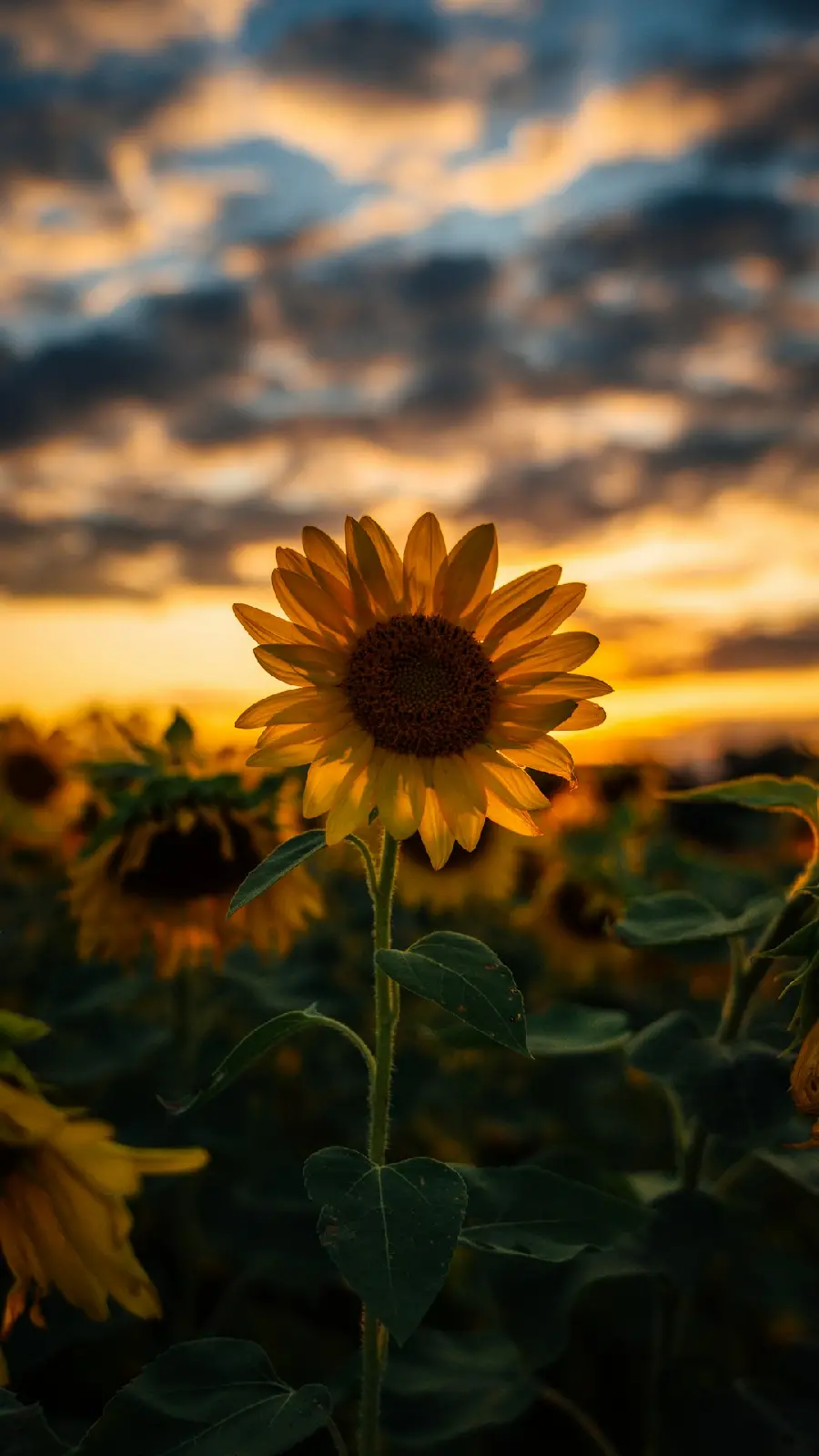 2024 Wallpaper and Sunflower Wallpaper