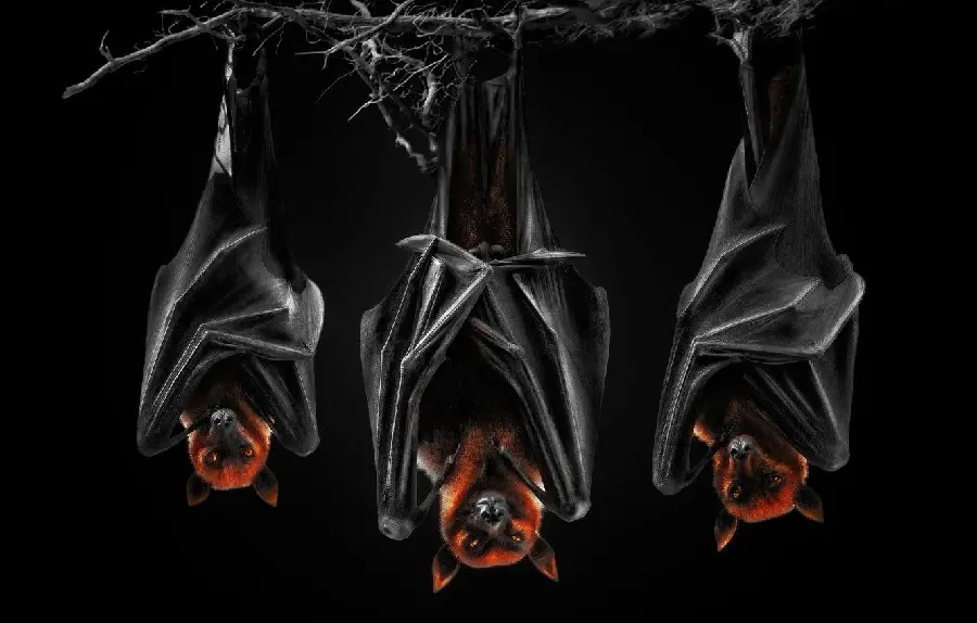 Scary bat photo for profile