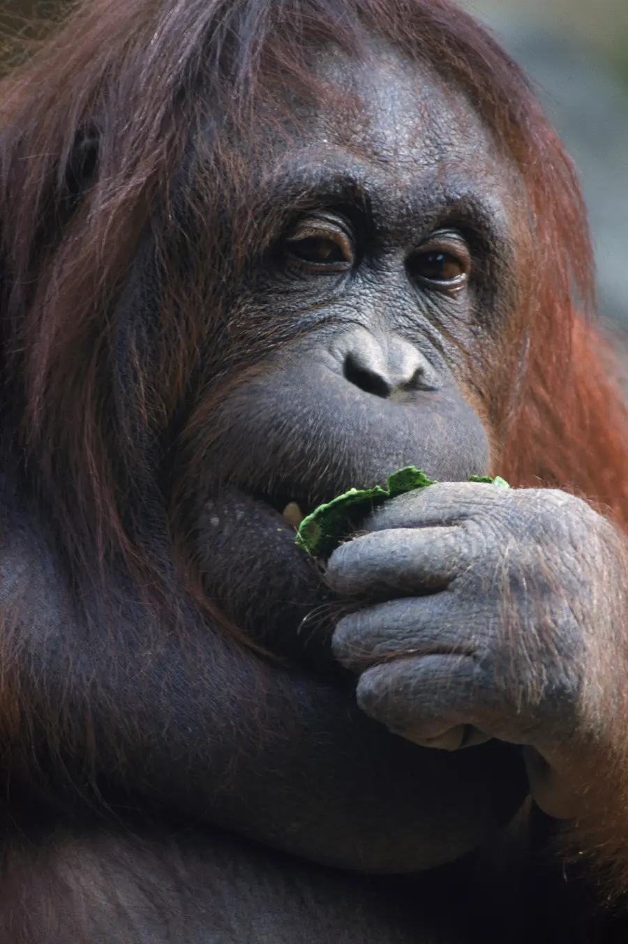 Photo of monkey in wildlife documentary